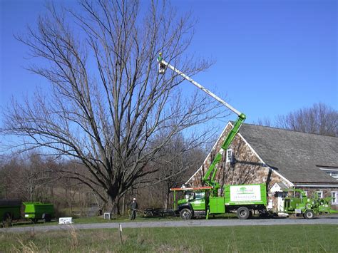 lou giroud tree service
